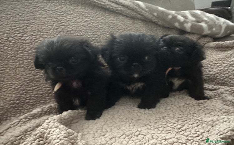 Mixed Breed dogs - Advert 5