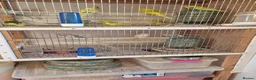 Budgerigars birds for sale: Beautiful baby budgies  in Oakham - Advert 7