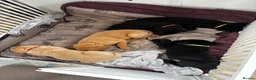 Labrador Retriever dogs for sale: Working line Labrador puppies in Totnes - Advert 9