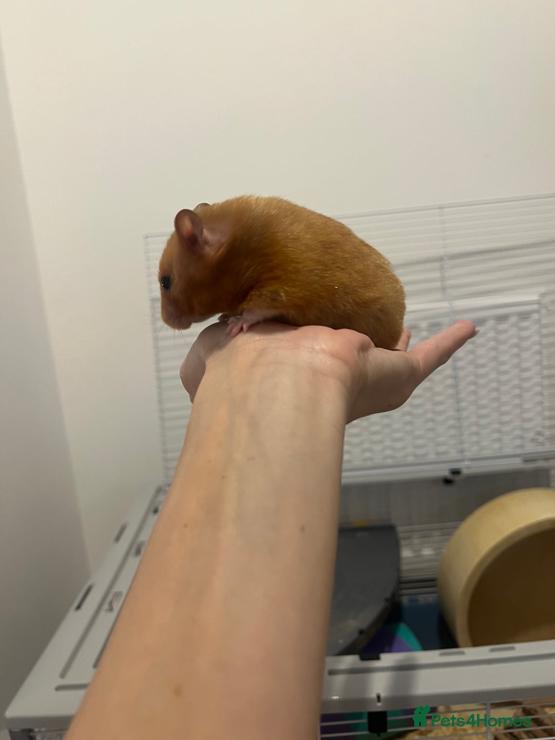 Chinchilla rodents for sale: Hamster Syrian and Full set up!  - Image 7