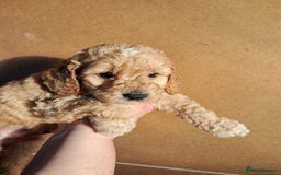 Cockapoo dogs for sale: Beautiful F1 Cockapoo puppies - Image 1