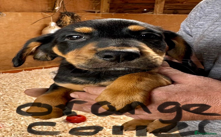 Mixed Breed dogs - Advert 6