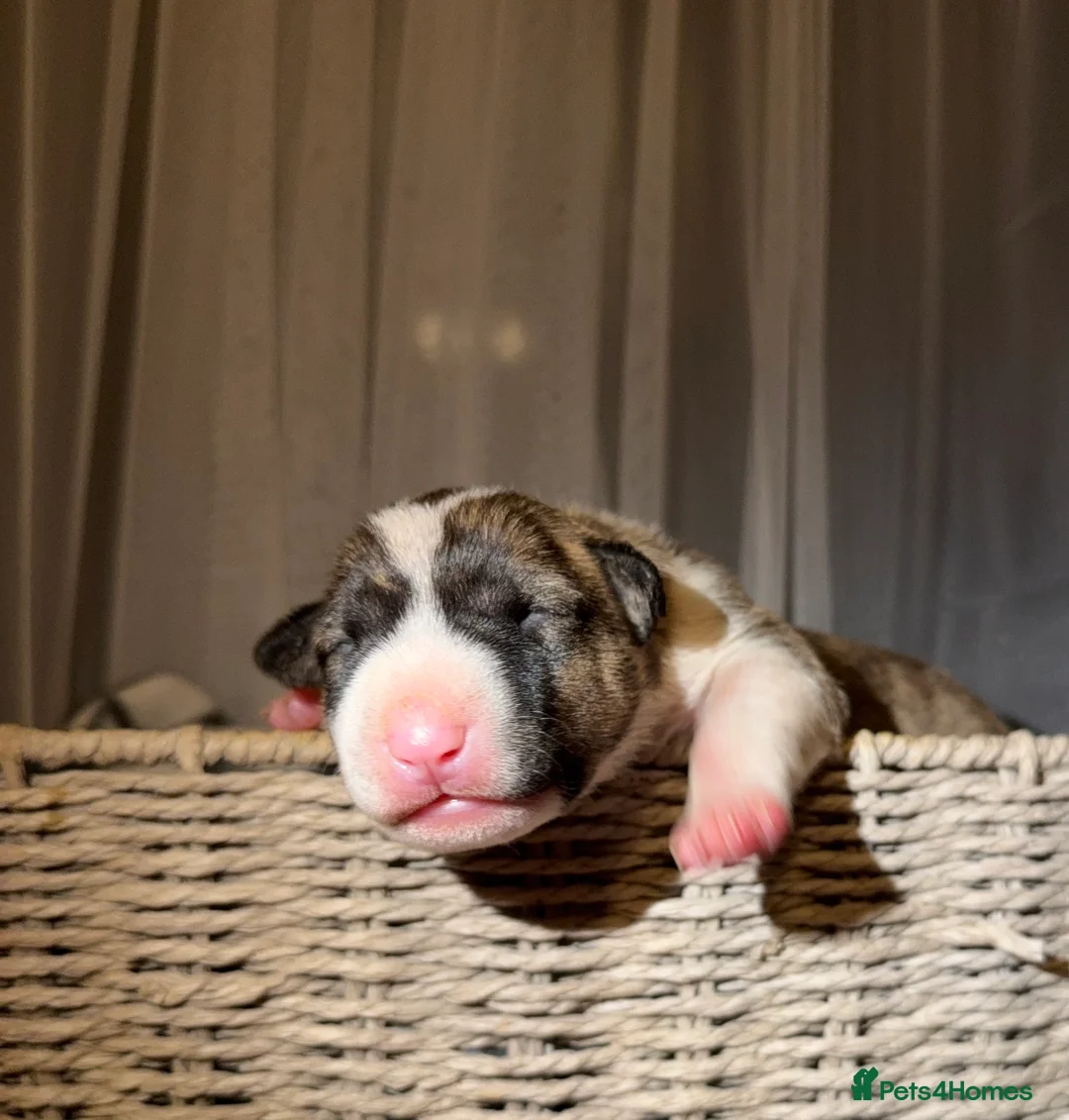 English Bull Terrier dogs for sale: Bull Terrier - Advert 7