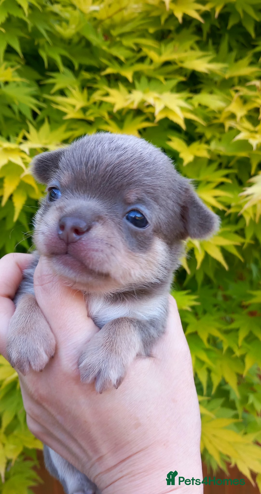 Chihuahua dogs ❤️‍🔥Dna tested parents❤️‍🔥1Boy SC 1girl LC  - Advert 17