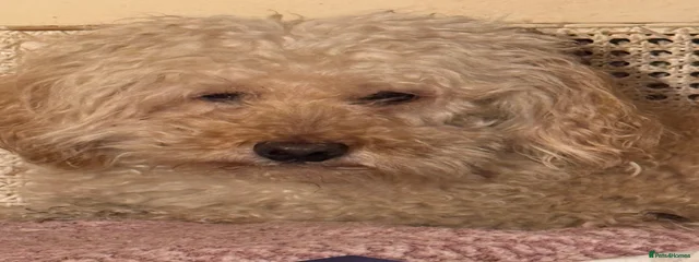 Douglas