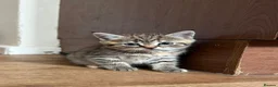 Mixed Breed cats for sale: 2 kittens for sale 🩵🩷 - Advert 10