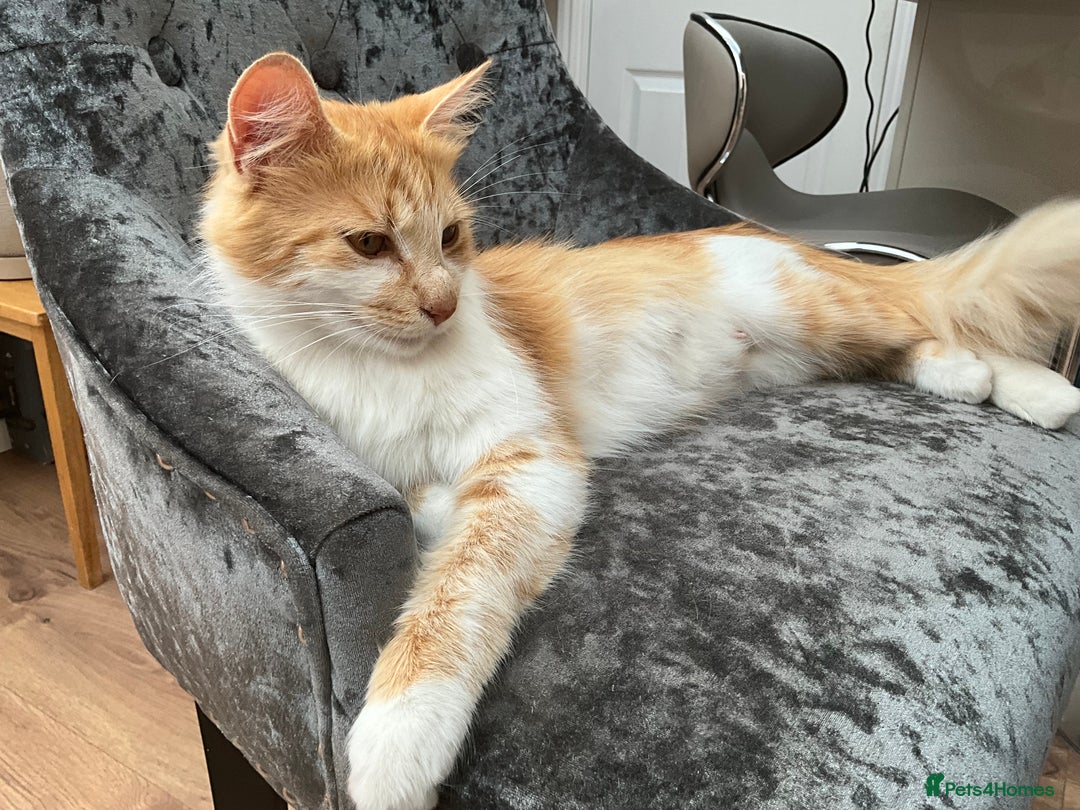 Mixed Breed cats for sale:  Two Adorable Kittens Looking for a Loving Home  - Image 10
