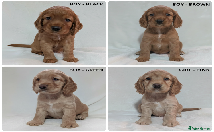 Cocker Spaniel dogs - Advert 5