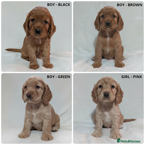 Cocker Spaniel dogs - Advert 5