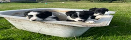 Border Collie dogs for sale: Mr Hefin Jones  in Corwen - Advert 3