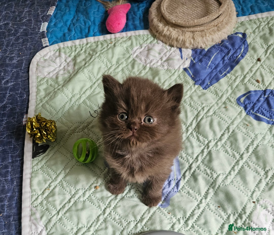 British Longhair cats for sale: Purebred Chocolate British longhair  kittens  - Image 18