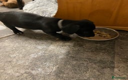 Mixed Breed dogs for sale: Dachshund cross Patterdale - Image 11