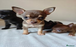Chihuahua dogs for sale: Micro Chihuahua Puppies - Exceptional Lines - Image 2