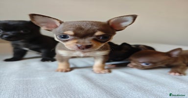 Chihuahua dogs - Advert 15