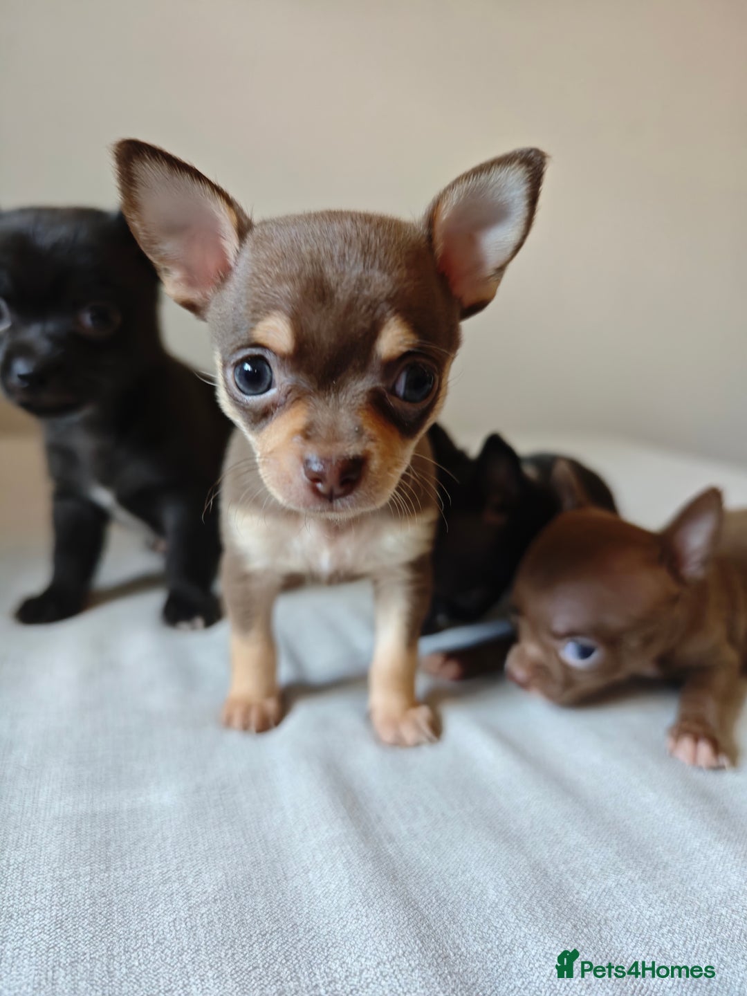 Chihuahua dogs for sale: Micro Chihuahua Puppies - Exceptional Lines - Image 2