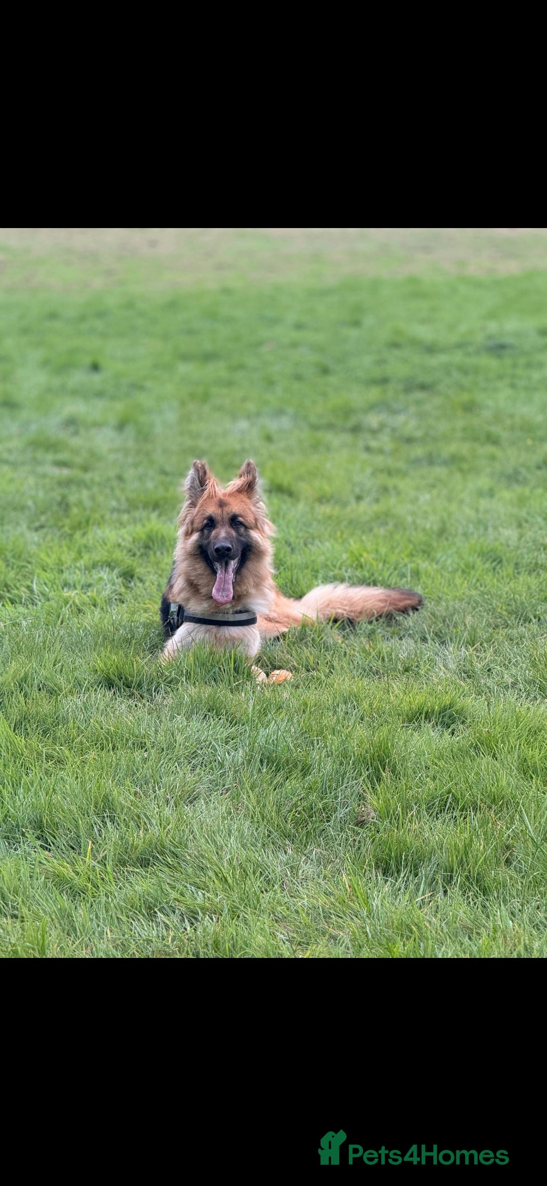 German Shepherd dogs 2 year old german shepard  - Advert 3