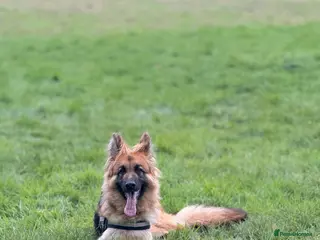 German Shepherd dogs 2 year old german shepard - Advert 3
