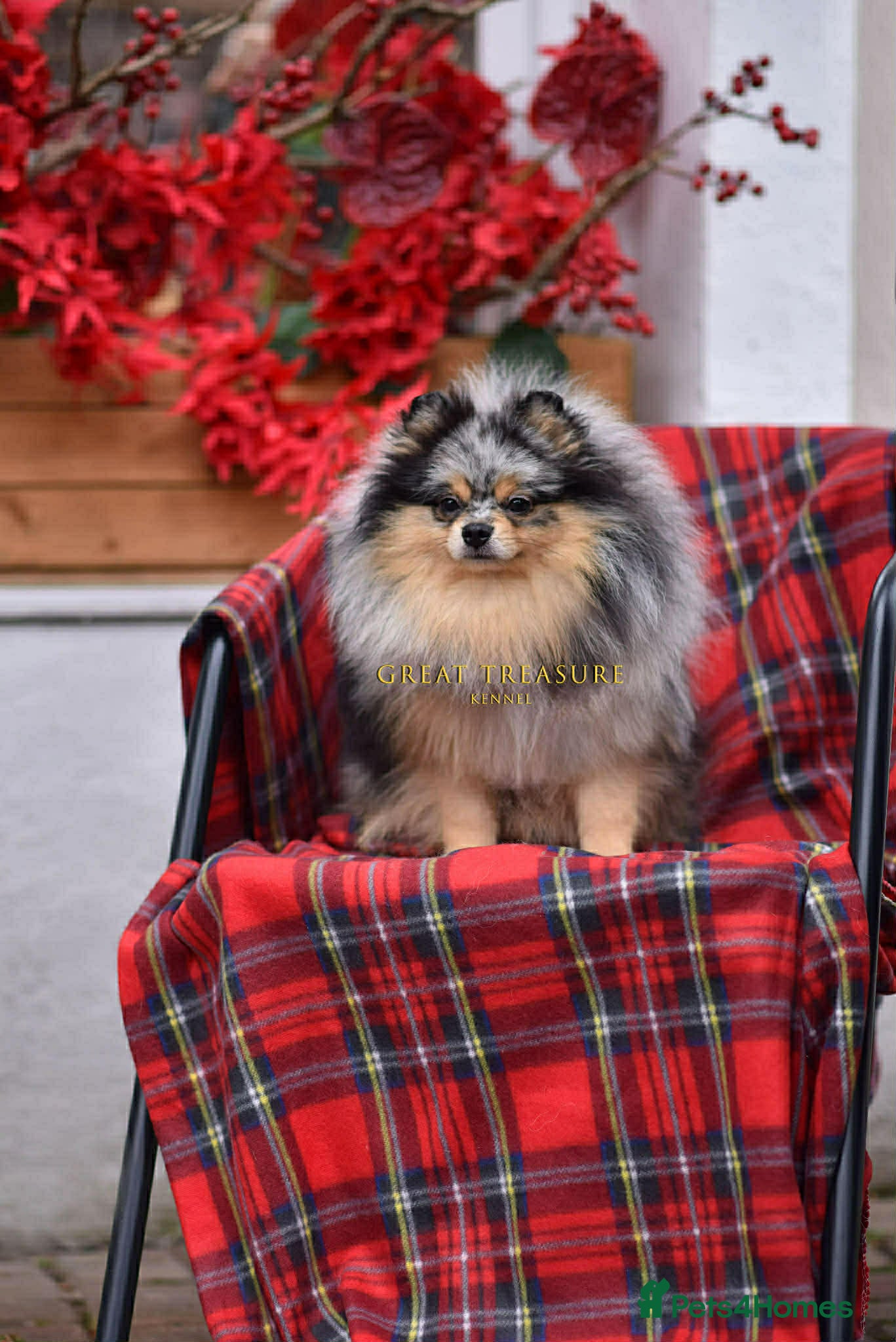 Pomeranian dogs 🏆STUNNING BLACK AND MERLE TAN STUD  - Advert 4