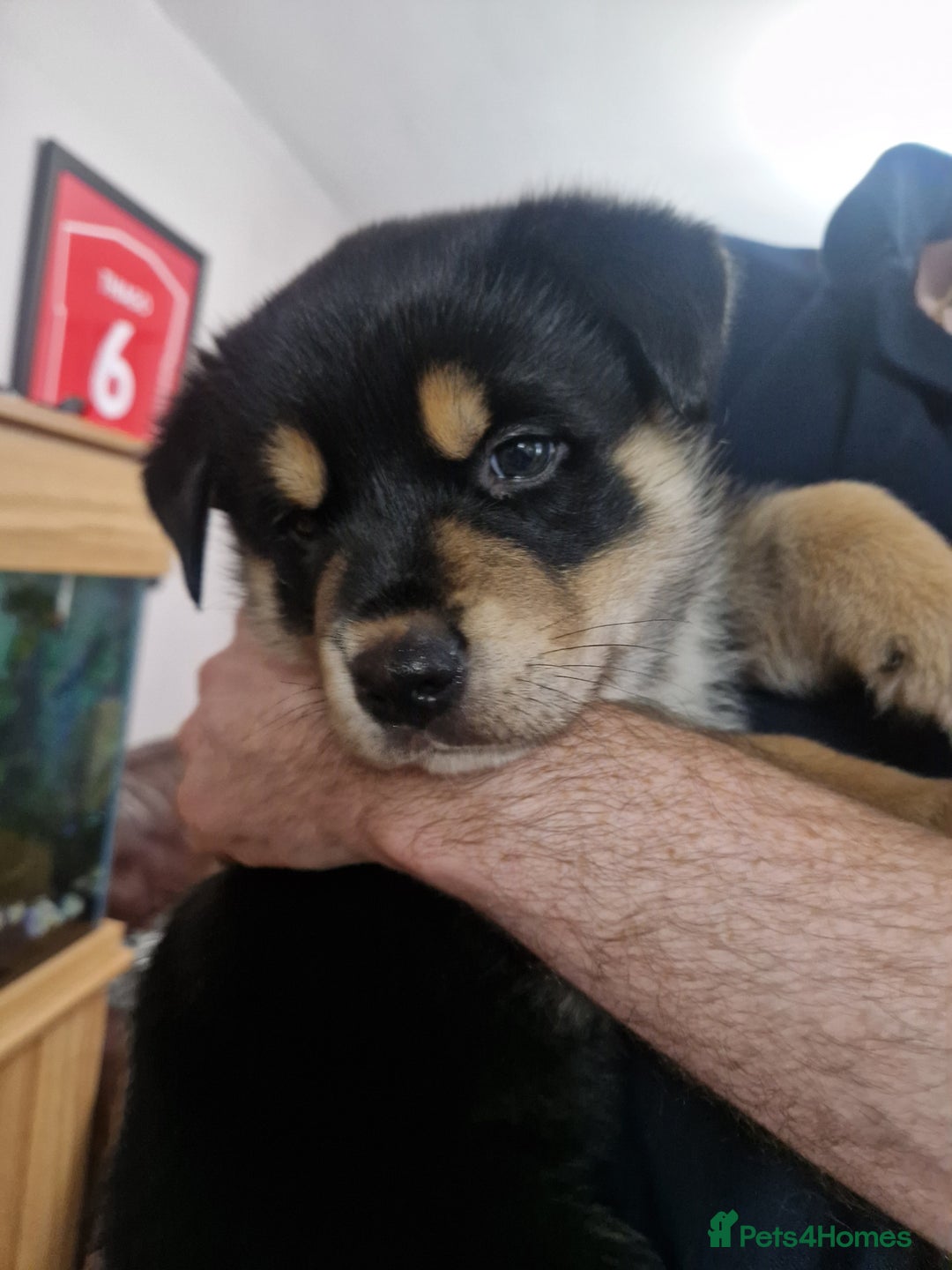 Mixed Breed dogs for sale: Adorable Rottsky Pups - Image 23