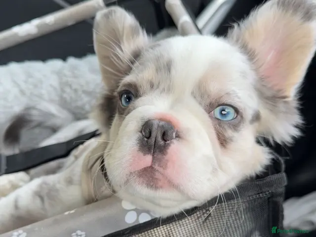 French Bulldog dogs for stud: Frenchie x Australian Shepard - Advert 1