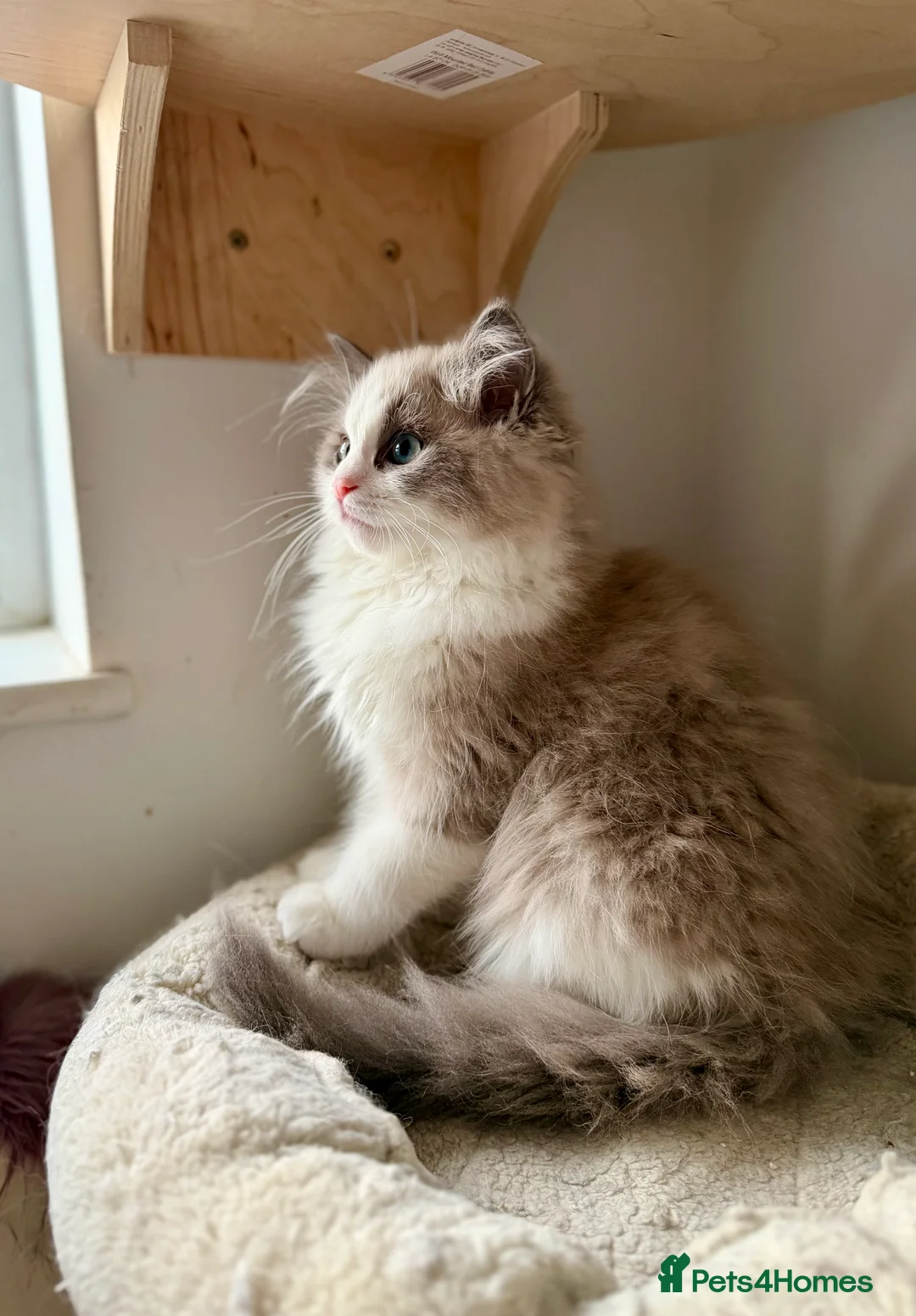Ragdoll cats for sale: TICA registered cherubim kitten - Advert 2