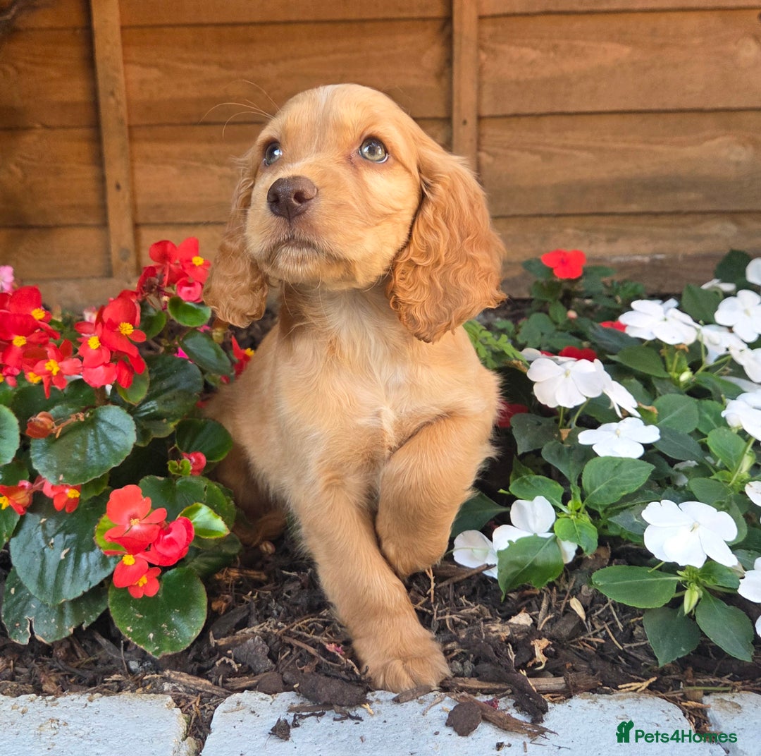 Cocker Spaniel dogs for sale: 2 beautiful working cocker spaniel pups  - Image 22