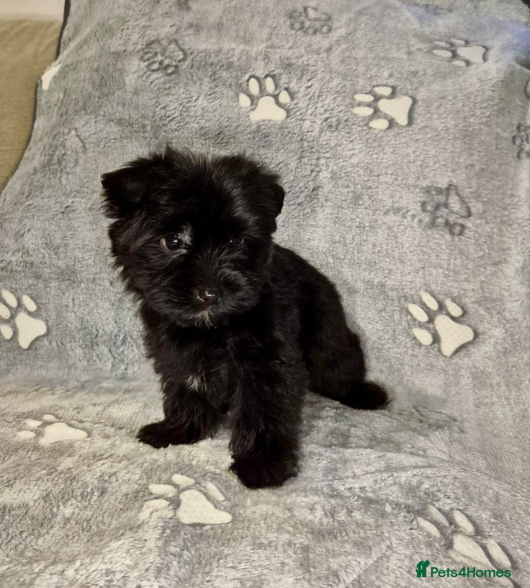 Mixed Breed dogs for sale: Tiny Black Biewer yorkie Available  - Advert 3