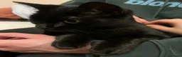 Bombay cats for sale: Lovely Besley - Advert 8
