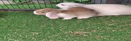Mini Lop rabbits for sale: Mini lops in Grimsby - Advert 18
