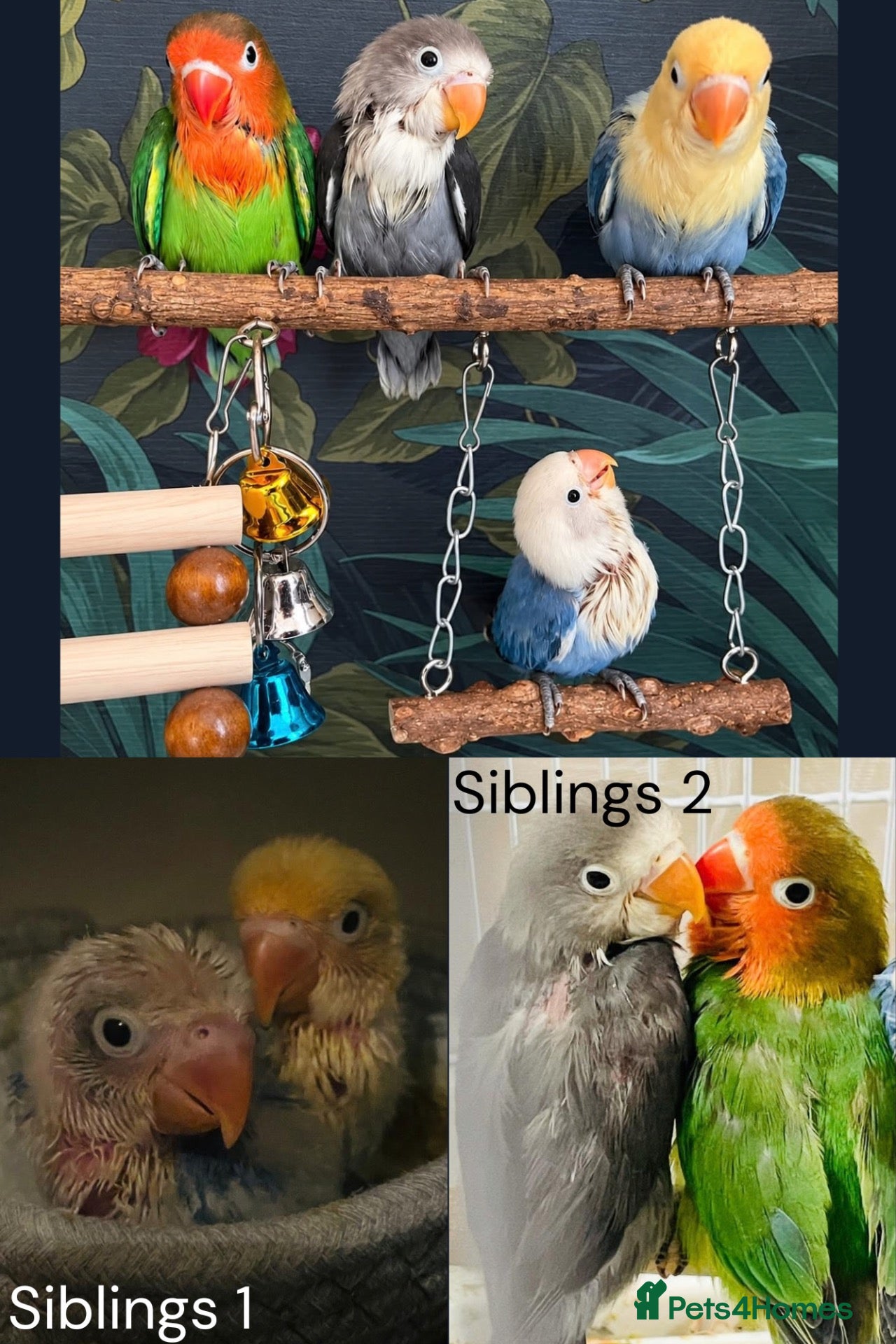 Lovebirds birds Hand-Reared Baby LoveBirds | Stunning Colours - Advert 2