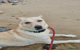 Mixed Breed dogs for adoption: Yellow for adoption - Image 5