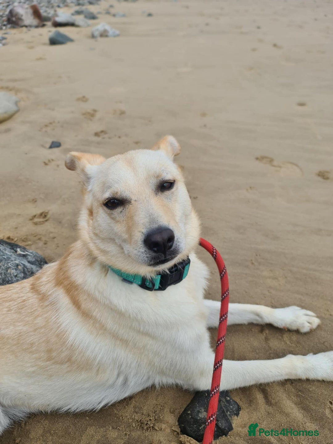 Mixed Breed dogs for adoption: Yellow for adoption - Image 5
