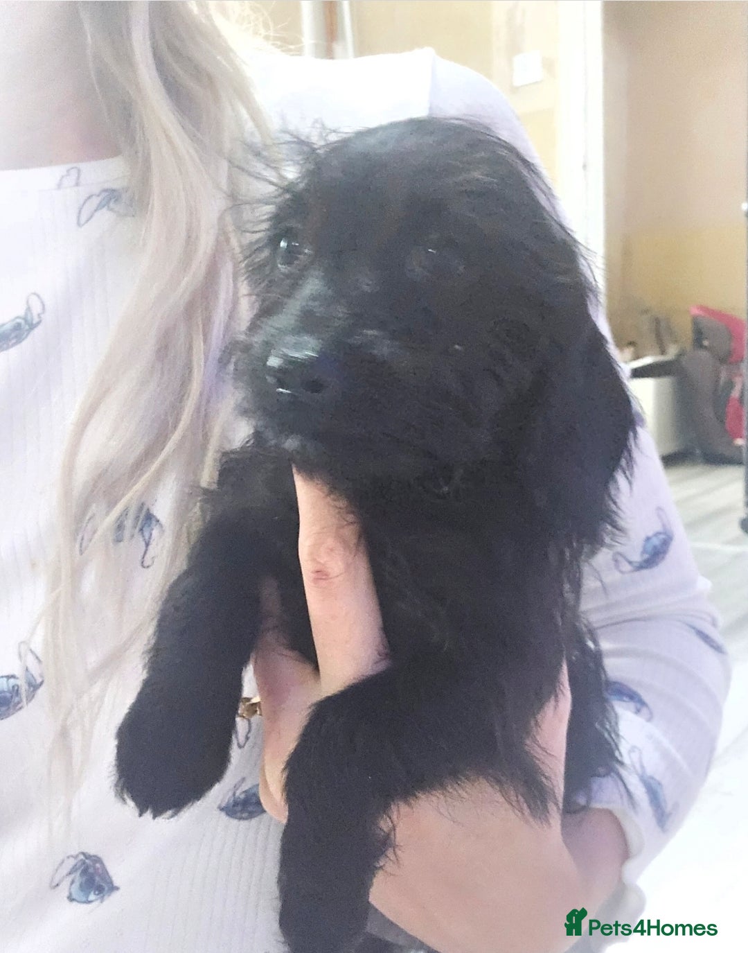 Doxiepoo dogs for sale: Doxipoos - Advert 2