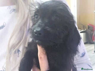 Doxiepoo dogs Doxipoos - Advert 15