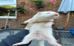 Ferret rodents for sale: Hobs for sale  - Image 4