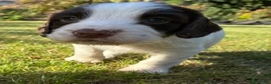 Sprocker Puppy 5