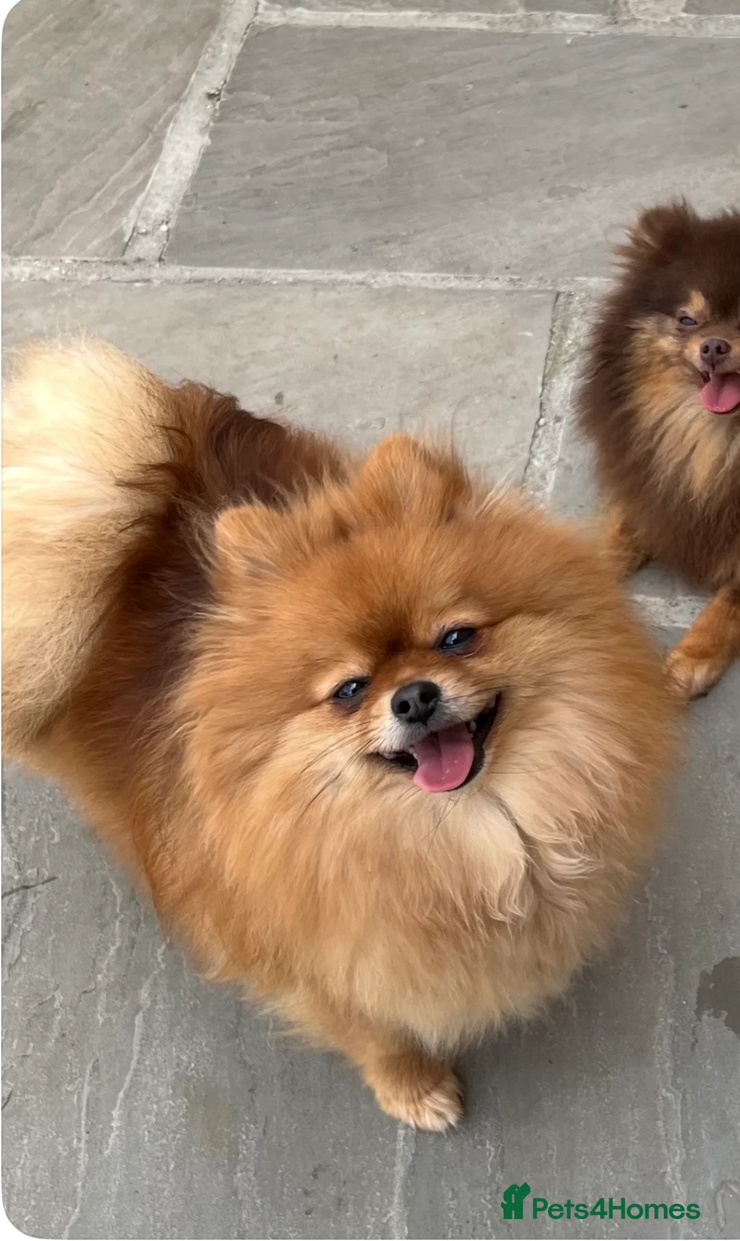 Pomeranian dogs for sale: Kc reg Beautiful Pomeranian adult female  - Advert 5