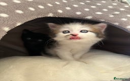 Mixed Breed cats for sale: Adorable mixed breed kittens for sale  - Image 26