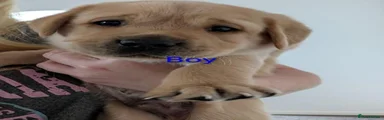 Labrador Retriever 1