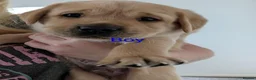 Labrador Retriever dogs for sale: Up-still  labrador retriever - Advert 4