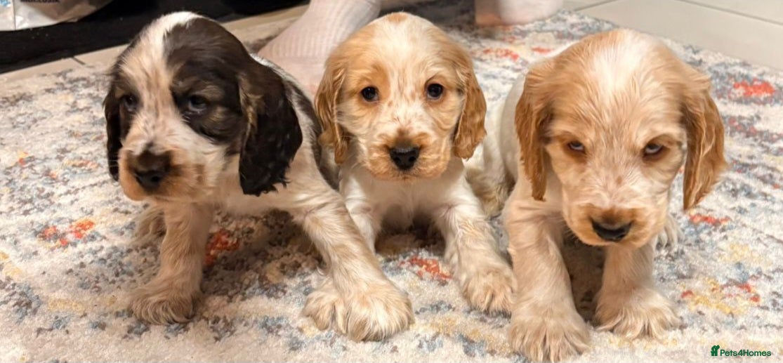 Cocker Spaniel dogs Show Cocker Spaniel Puppys - Advert 17