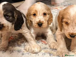 Cocker Spaniel dogs Show Cocker Spaniel Puppys - Advert 17