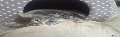 Ragcoon Boy