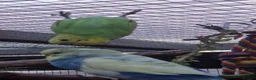 Budgerigars birds for sale: 1 male 1 female budgie £30 each  - Advert 9