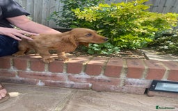 Cocker Spaniel dogs for sale: Gorgeous Adorable Golden Type Cocker  Spaniel  - Image 3