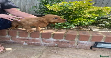 Cocker Spaniel dogs - Advert 5