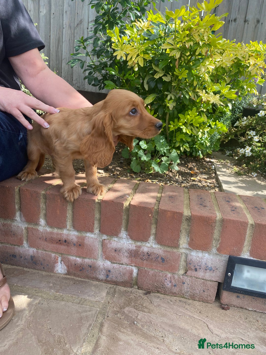 Cocker Spaniel dogs for sale: Gorgeous Adorable Golden Type Cocker  Spaniel  - Image 3