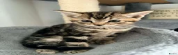 Norwegian Forest Cat cats for sale: Norwegian forest cat mixed - Advert 5