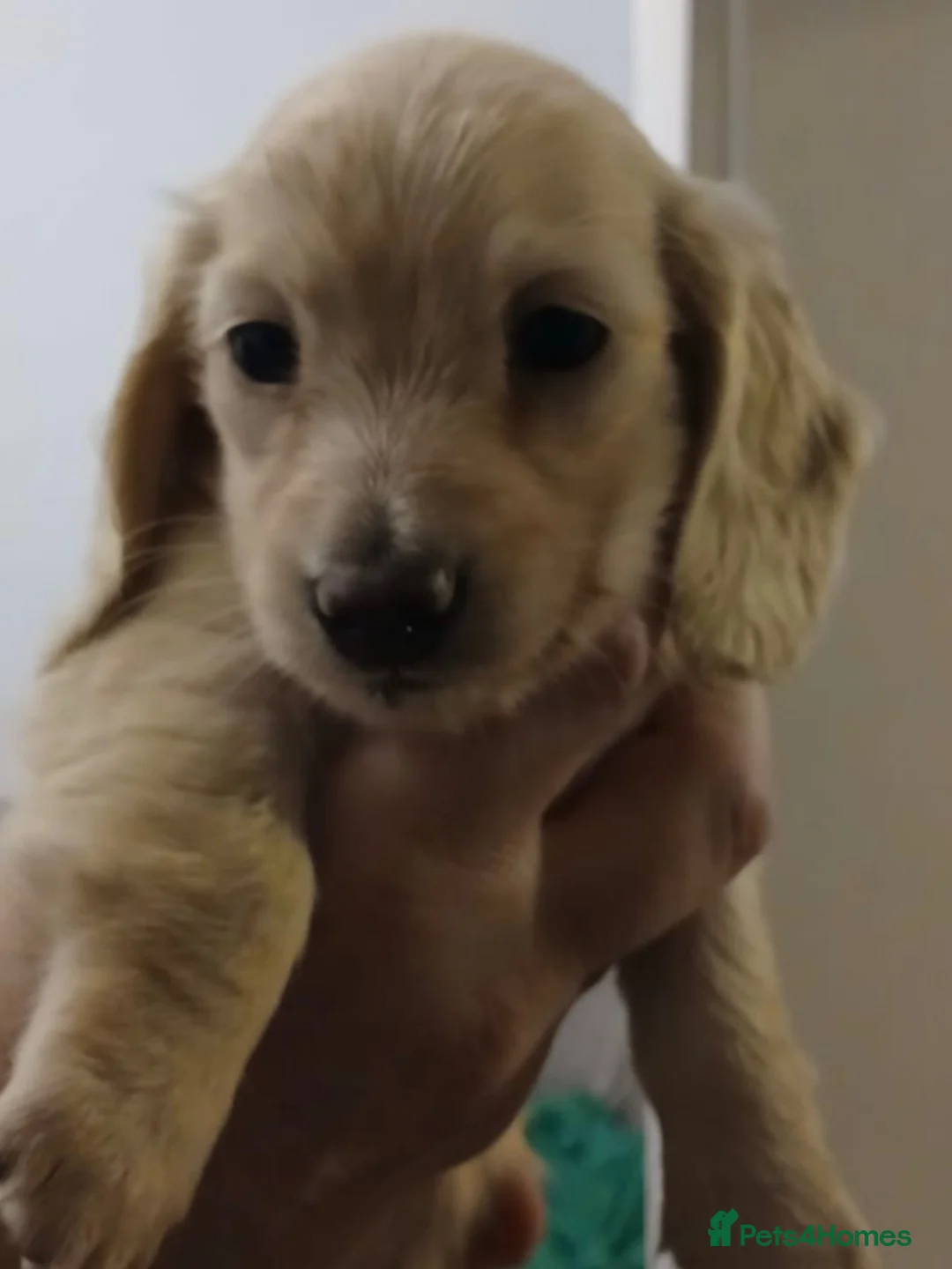 Miniature Dachshund dogs for stud: ee Cream Longhaired Miniature Dachshund for Stud in Helensburgh - Advert 12