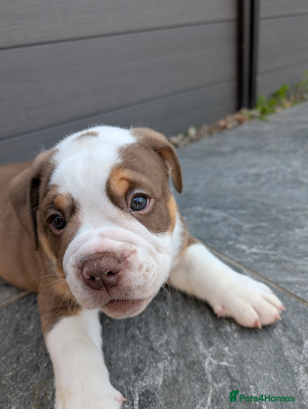 Olde English Bulldogge dogs for sale: READY TO GO, 5 left! - OEB Puppies NEBBR ✅ 3rd Gen - Image 31